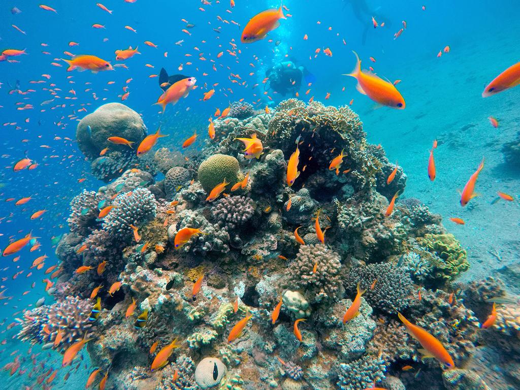 לא רק באילת: מערכת לניטור השינויים בשונית האלמוגים הוצבה בעקבה