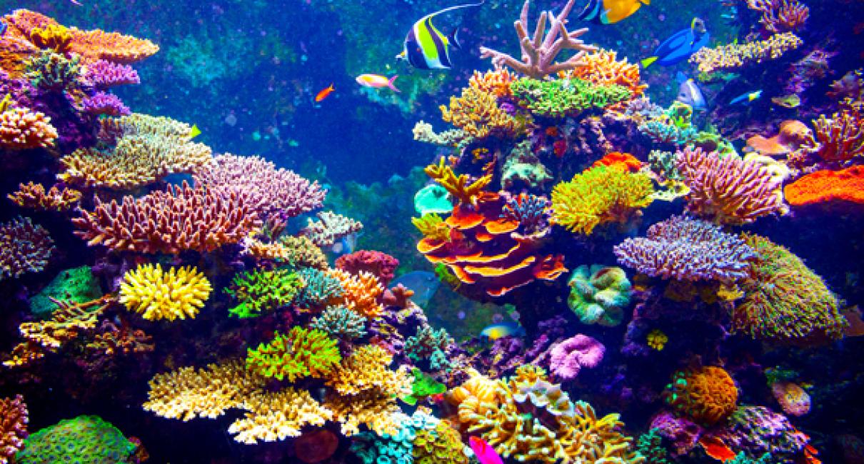 על הקולות שמשמיעה שונית אלמוגים בריאה