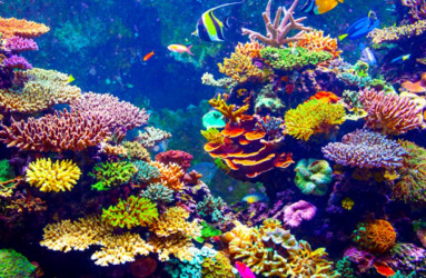 על הקולות שמשמיעה שונית אלמוגים בריאה