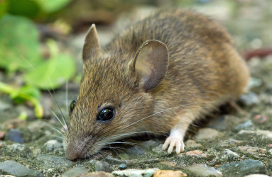 mouse