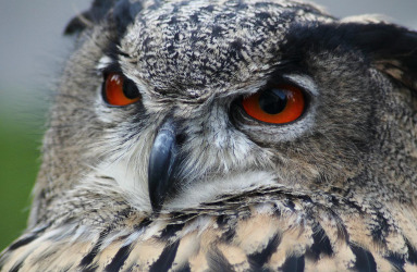 -	פרופ' דרור הבלנה, המכון למדעי החיים, פרשנות על מחקר שגילה את הינשוף הראשון שפעל בשעות אור