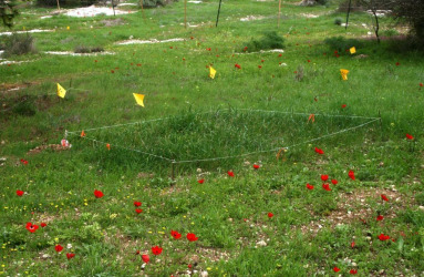 עלייה ברמת החנקן בקרקע הביאה להכחדה של כ-20% ממיני הצמחים