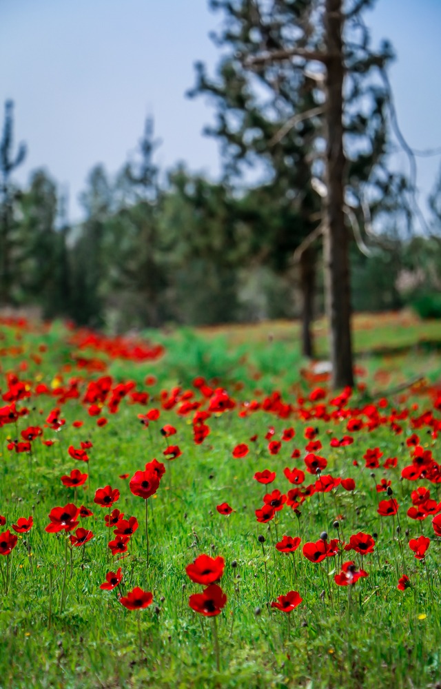 https://www.ynet.co.il/environment-science/article/b1jfvdlzc