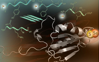 סנתיזה כימית של סלנוחלבונים אנושיים - ד"ר נורמן מטאנס סנתיזה כימית של סלנוחלבונים אנושיים - ד"ר נורמן מטאנס